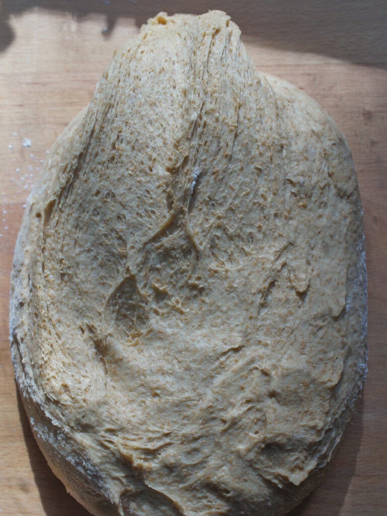Sourdough discard sandwich bread dough is spread out into a rough rectangle on a wooden counter in streaky sunlight.