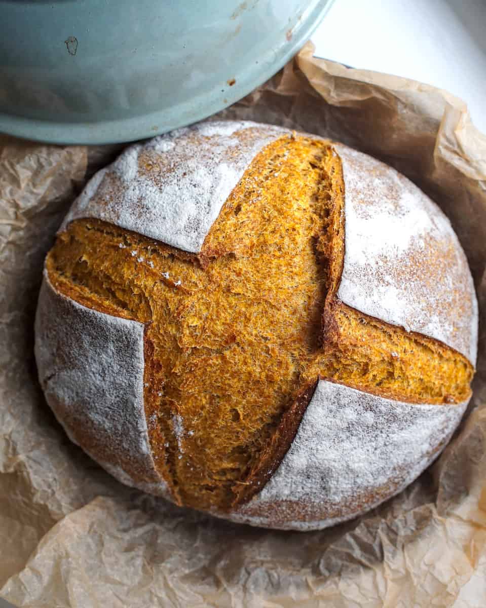 A crusty loaf of whole wheat sourdough pumpkin bread, scored with a ripped cross pattern, sitting on a piece of wrinkled parchment paper in the bottom of a light teal blue bread cloche, next to the lid on a white wooden surface.