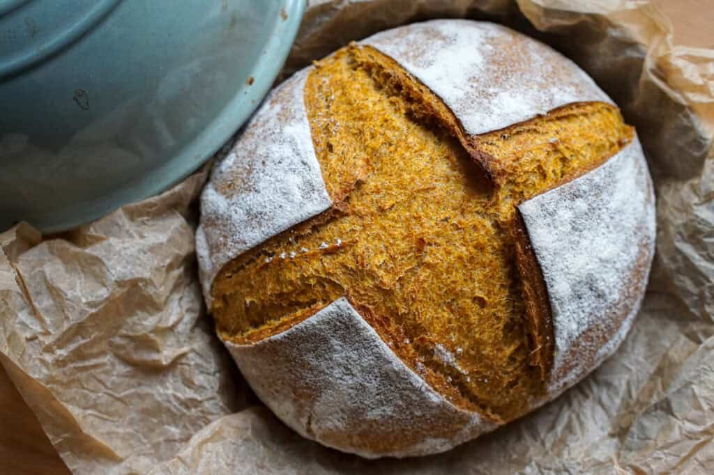 A crusty loaf of whole wheat sourdough pumpkin bread, scored with a ripped cross pattern, sitting on a piece of wrinkled parchment paper in the bottom of a light teal blue bread cloche.