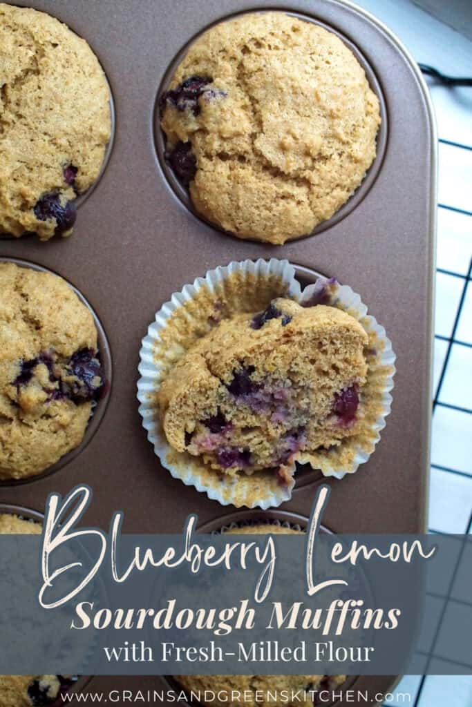 Top-down view of sourdough blueberry muffins in white liners, with one muffin split open to reveal its tender, fluffy interior, resting on the unwrapped liner in the muffin tin.