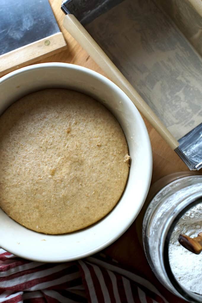 Puffy sourdough sandwich bread dough made with fresh milled whole wheat flour in a white ceramic bowl on a wooden worktop.