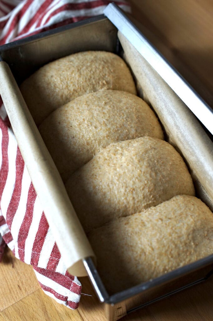 Fully proofed European-style sourdough sandwich bread dough made with fresh milled whole wheat flour in a lined loaf pan.
